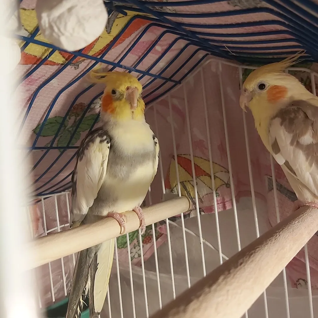 Cockatiel breeders in Mexico