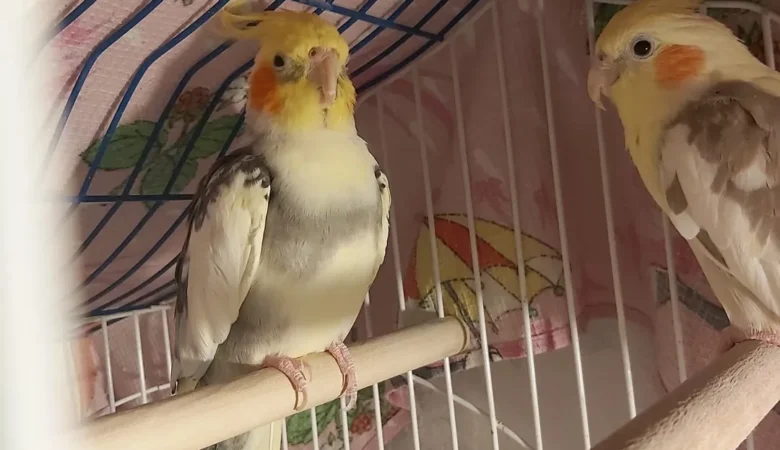 Cockatiel breeders in Kansas
