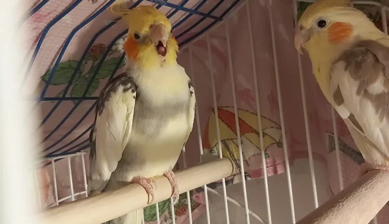 cockatiels for sale in El Monte, CA