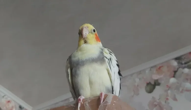 cockatiels for sale in El Cajon, CA
