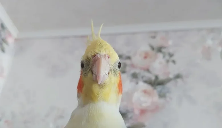 cockatiels for sale in Inglewood, CA