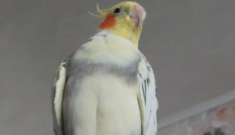 Cockatiels for sale in Australia