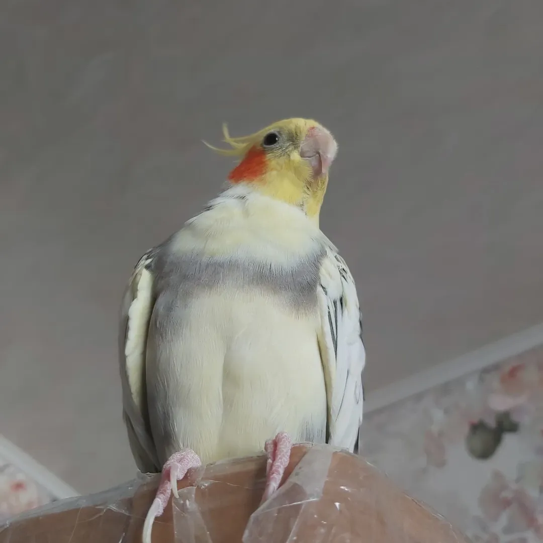 Cockatiels for sale in Australia
