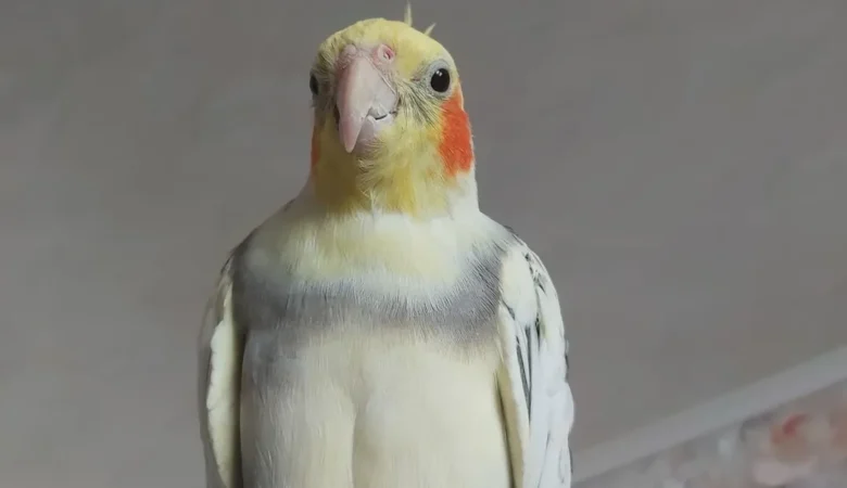 Cockatiels for sale in New Zealand