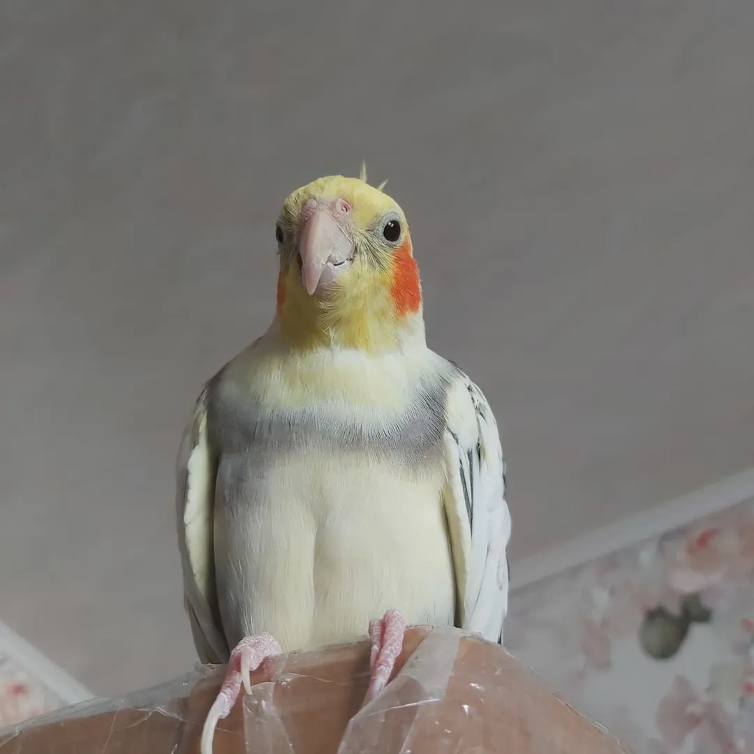 Cockatiels for sale in New Zealand