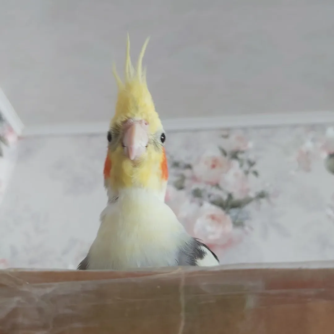 Cockatiel breeders in New Jersey