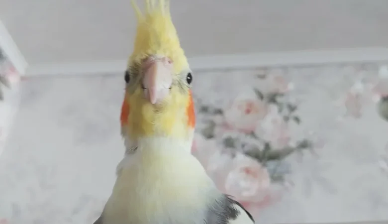 Cockatiels for sale in United Arab Emirates