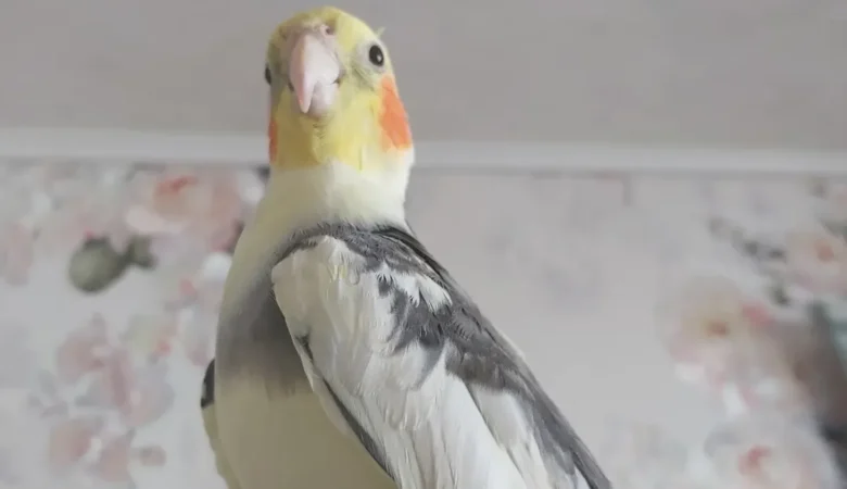 Cockatiel breeders in New Hampshire