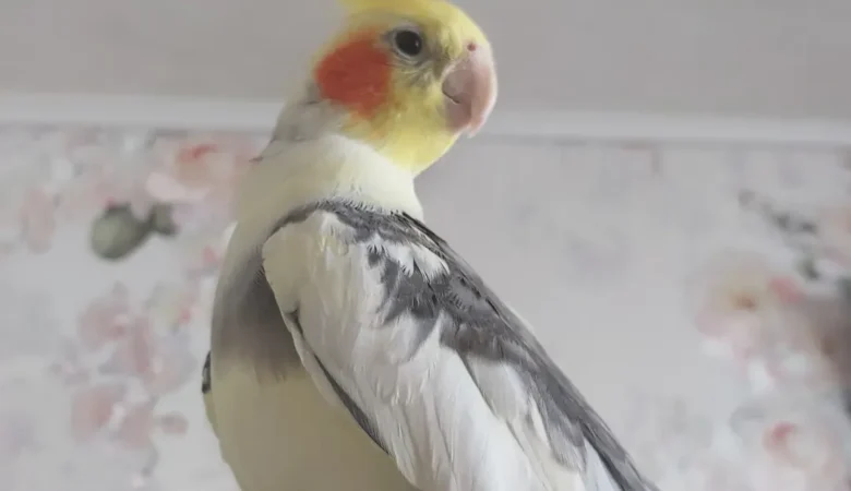 Cockatiel breeders in Nevada