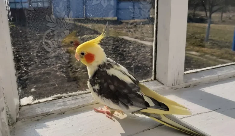 cockatiels for sale in Downey, CA