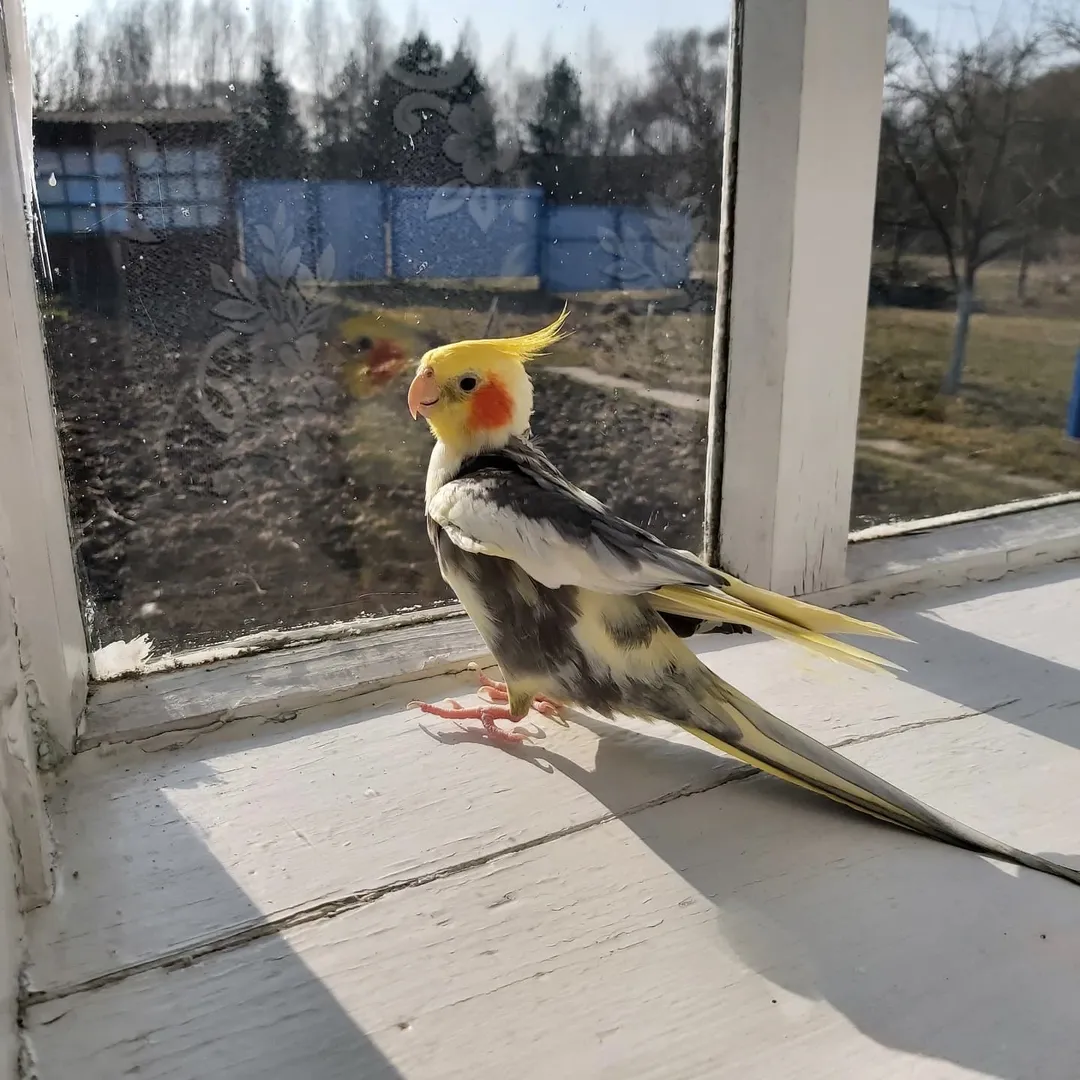 Cockatiel breeders in Massachusetts