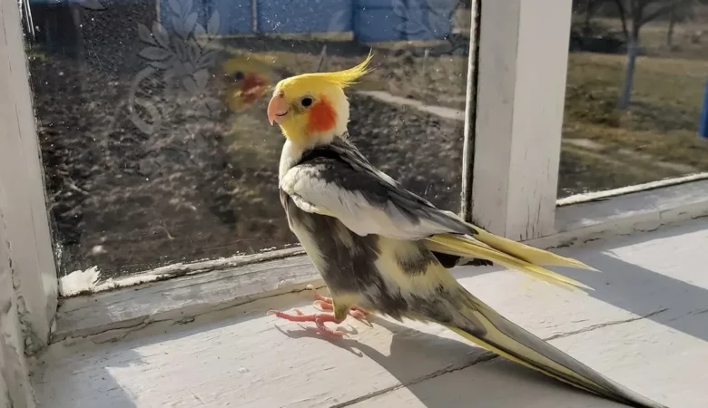 Cockatiels in Wyoming
