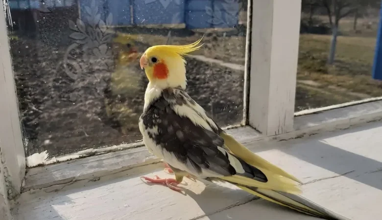 Cockatiel parrots in Norway