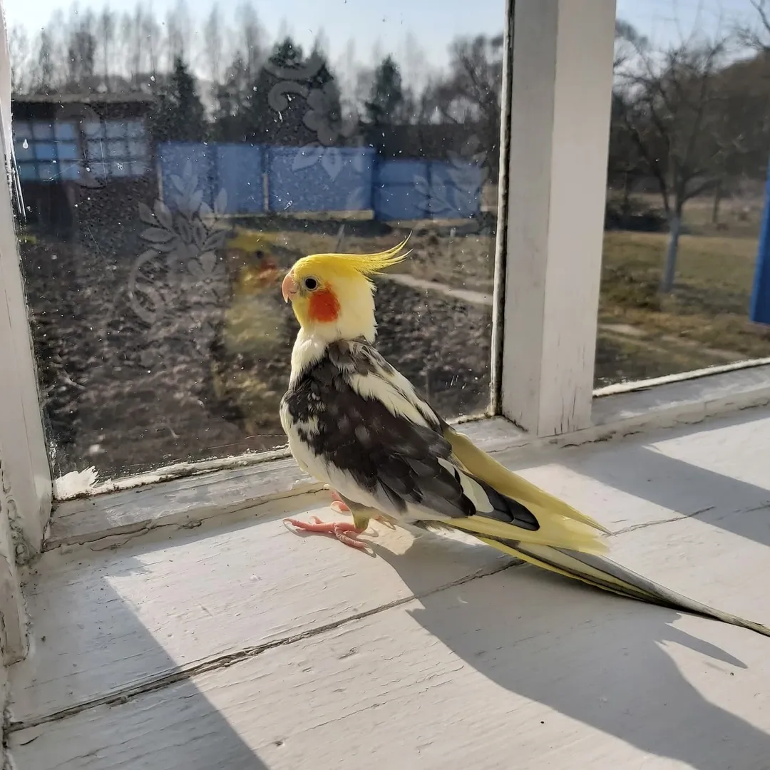 Cockatiels in West Virginia