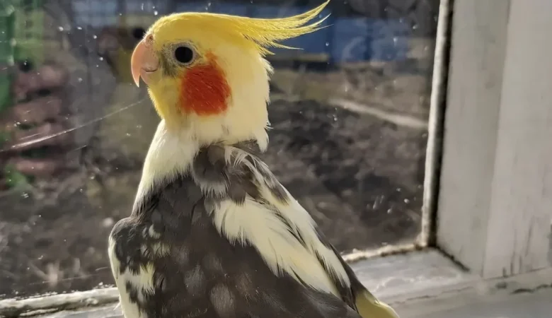 Cockatiels in Washington