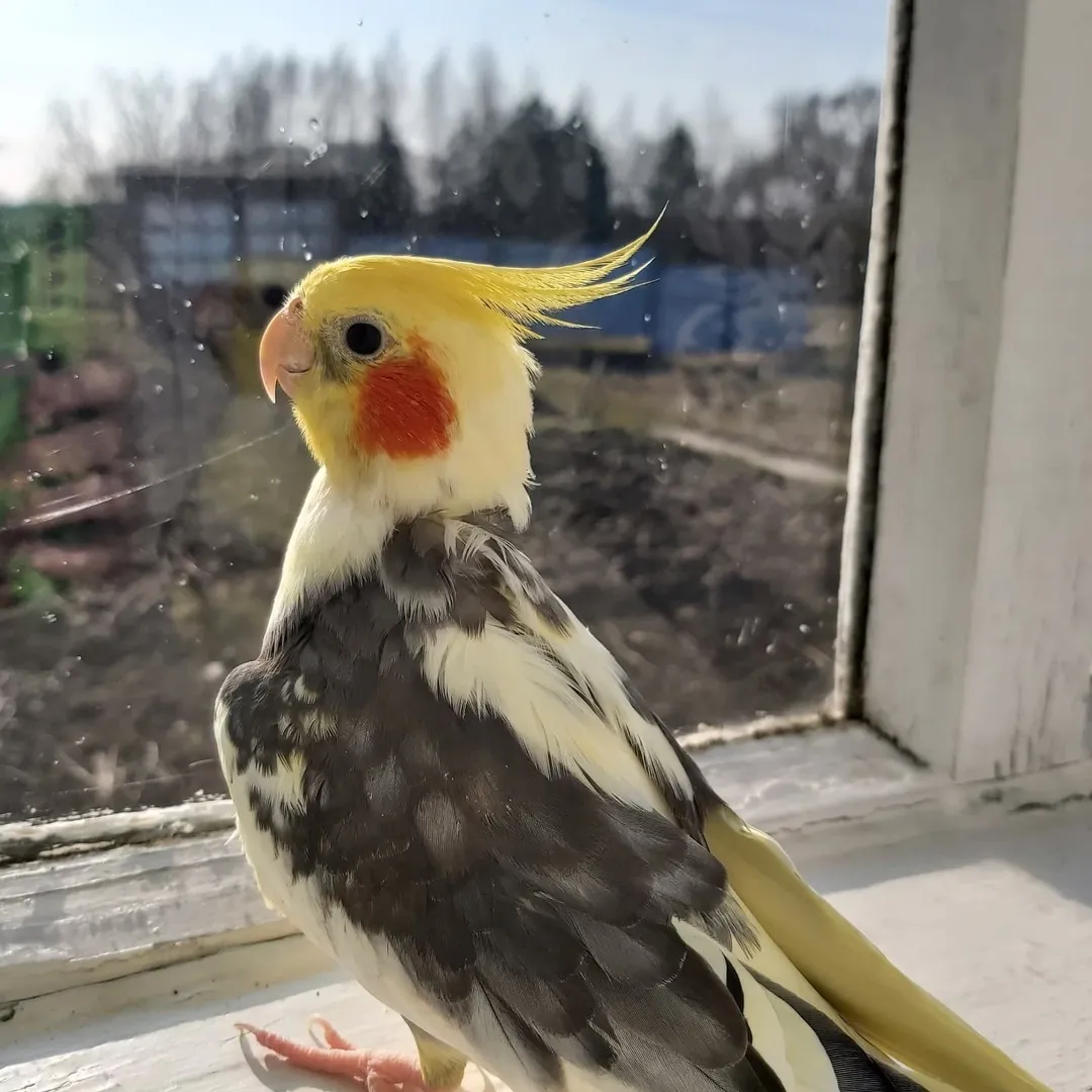 Cockatiels in Washington