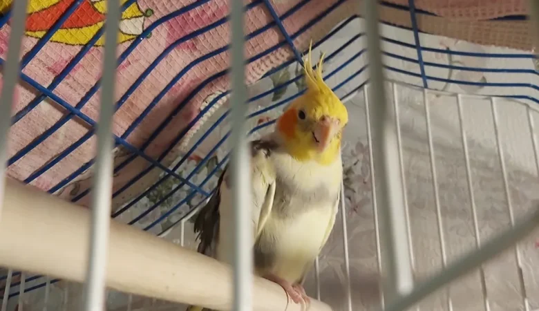 cockatiels for sale in Gadsden, AL