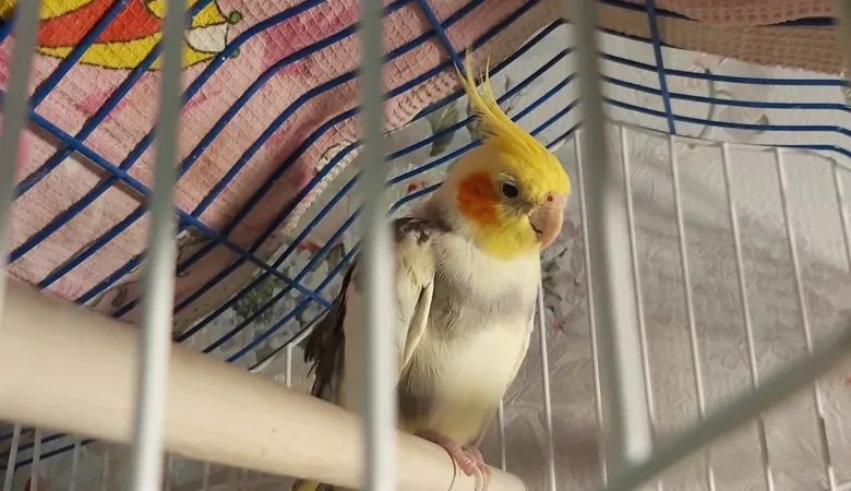 Cockatiels in Vermont