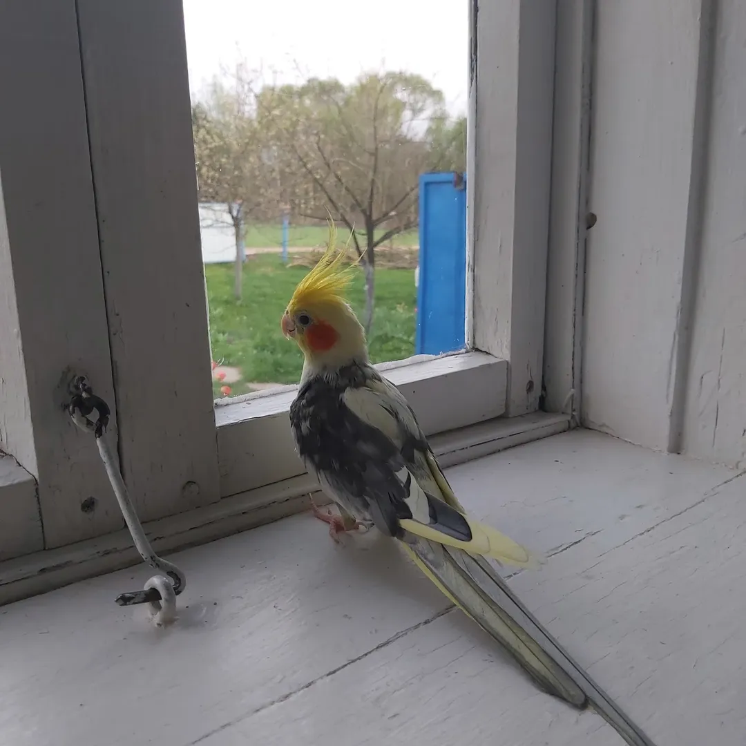 Cockatiels in Utah