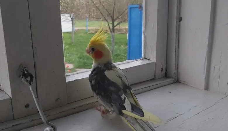 Cockatiels in Nevada
