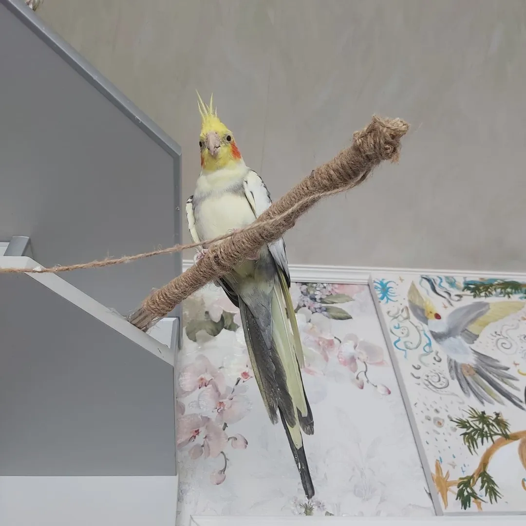 Cockatiels in Tennessee