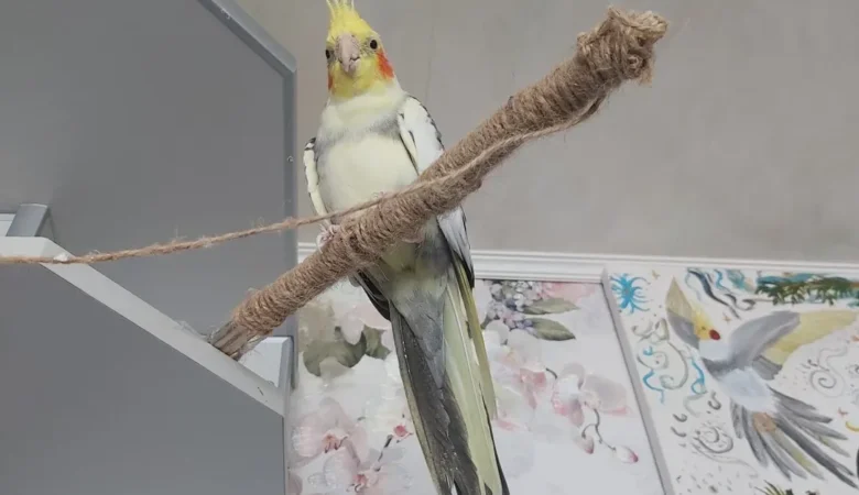 cockatiels for sale in Phenix City, AL