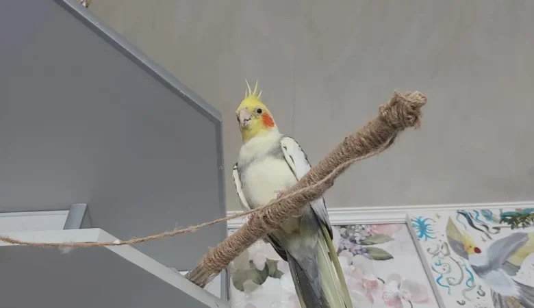 Cockatiel parrots in Canada