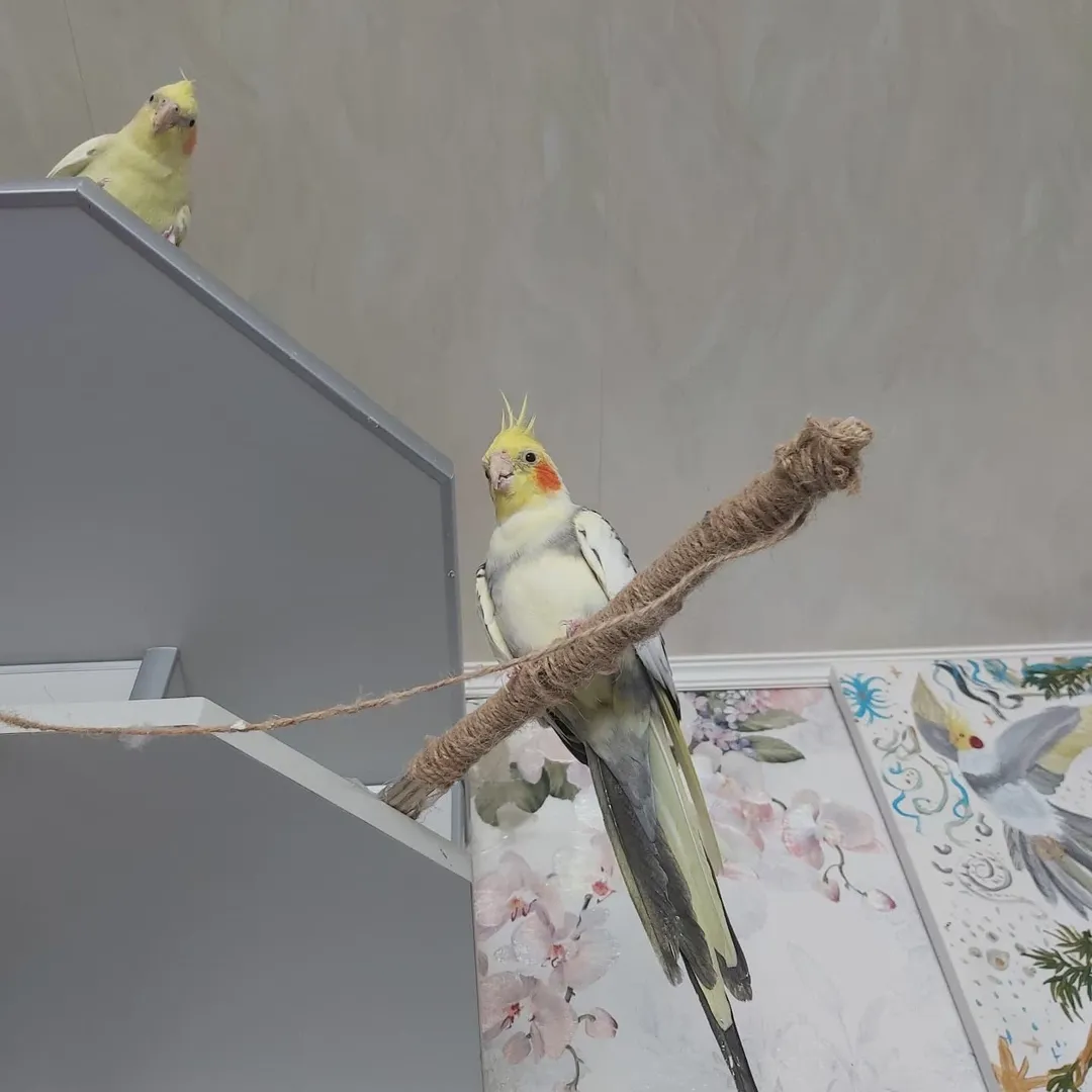 Cockatiels in Massachusetts