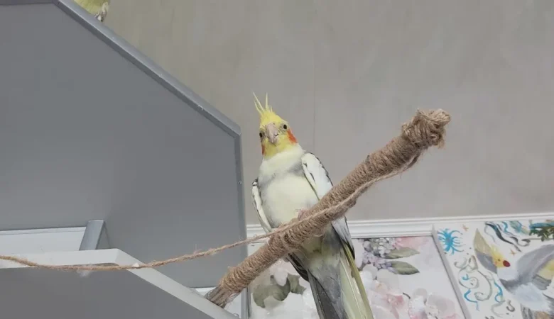 cockatiels for sale in Opelika, AL