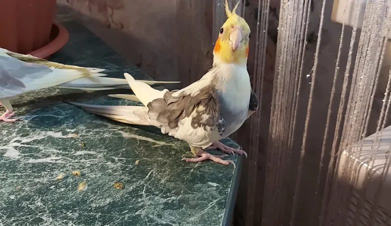 Cockatiel parrots in North Dakota