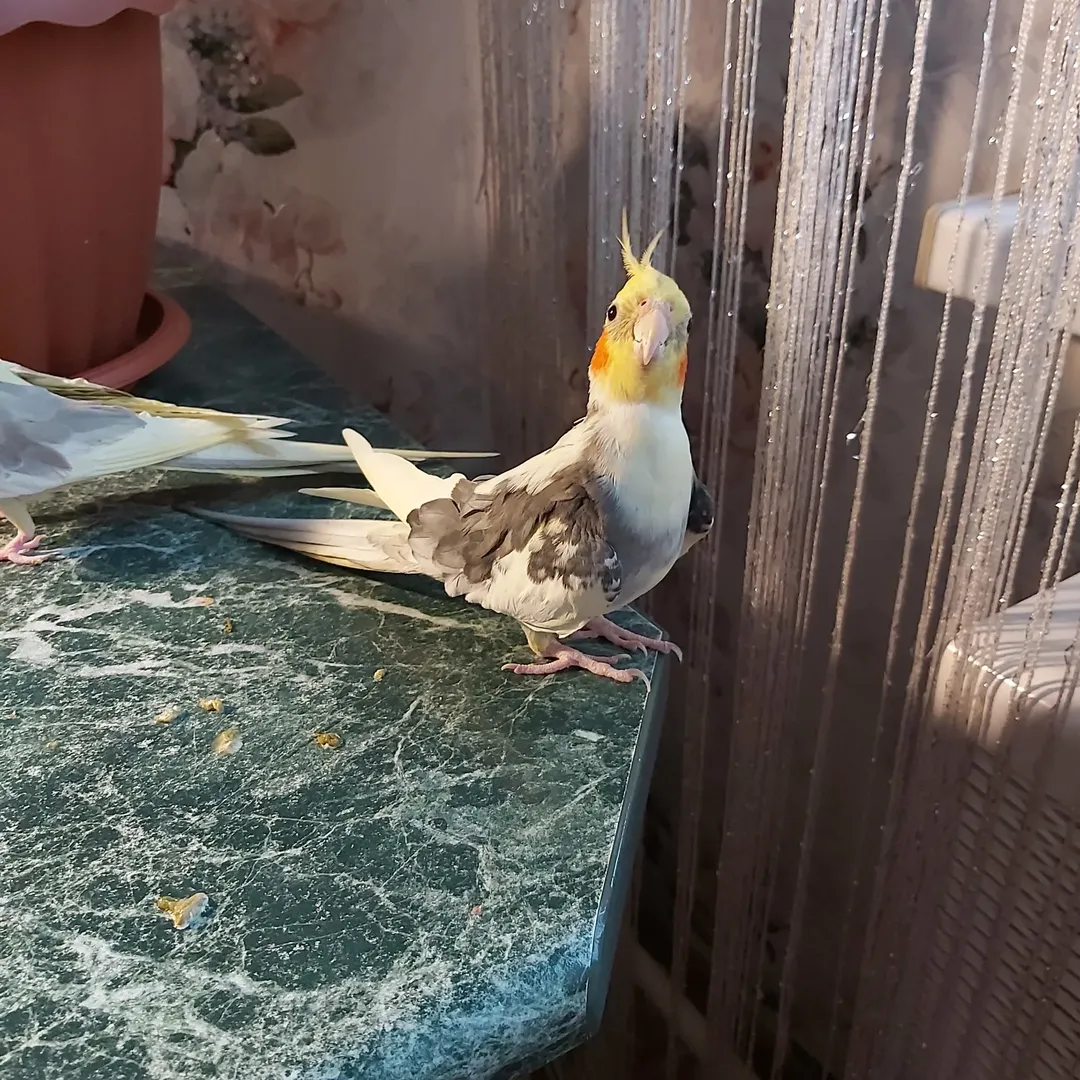 Cockatiels for sale in Maine