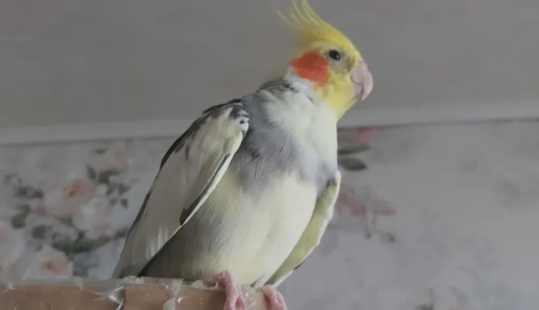 Cockatiel parrots in Ohio