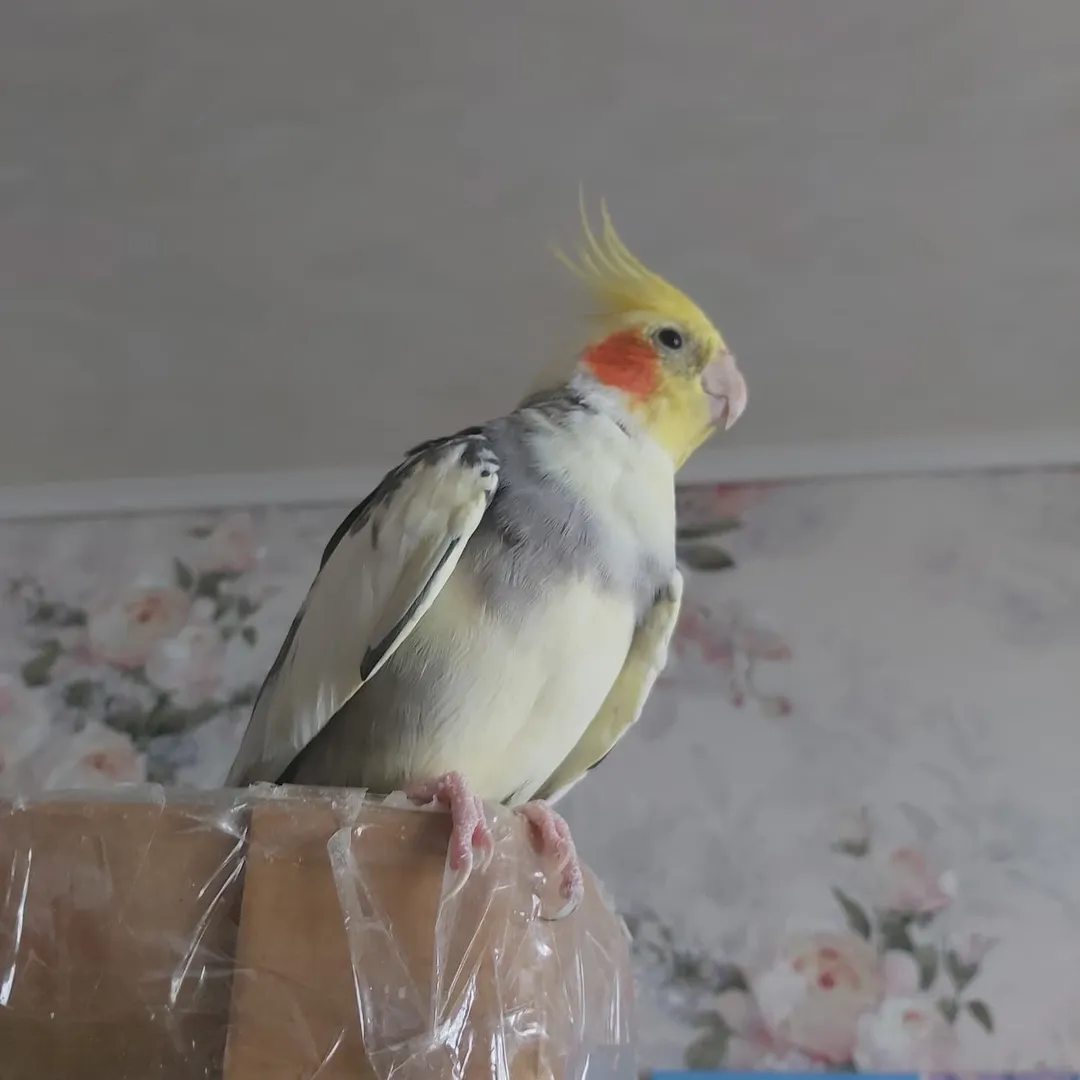 Cockatiels for sale in Kentucky