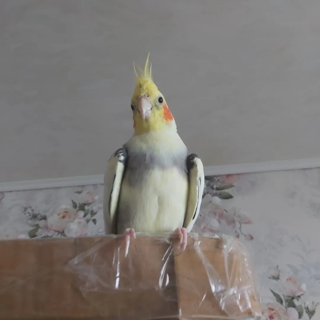 Cockatiels in Minnesota