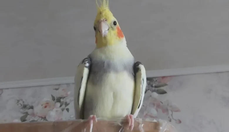 Cockatiels for sale in Georgia