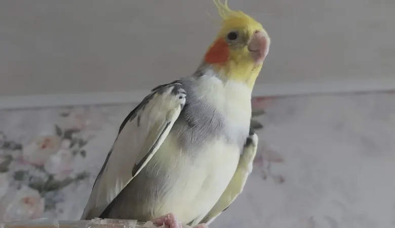 Cockatiels for sale in Wyoming