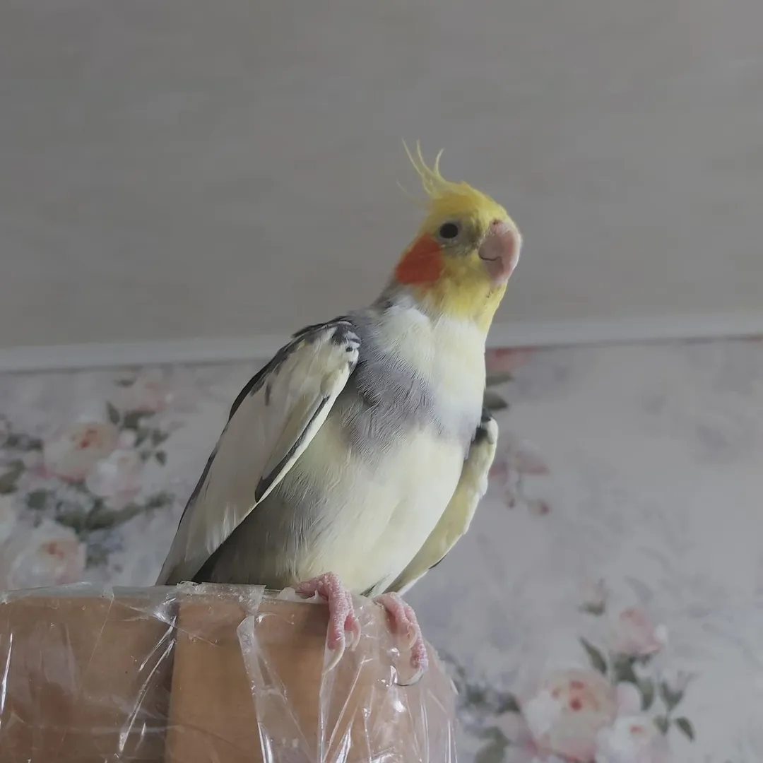 Cockatiels for sale in Hawaii