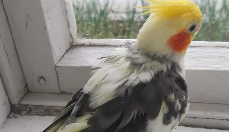 Cockatiels for sale in Wisconsin