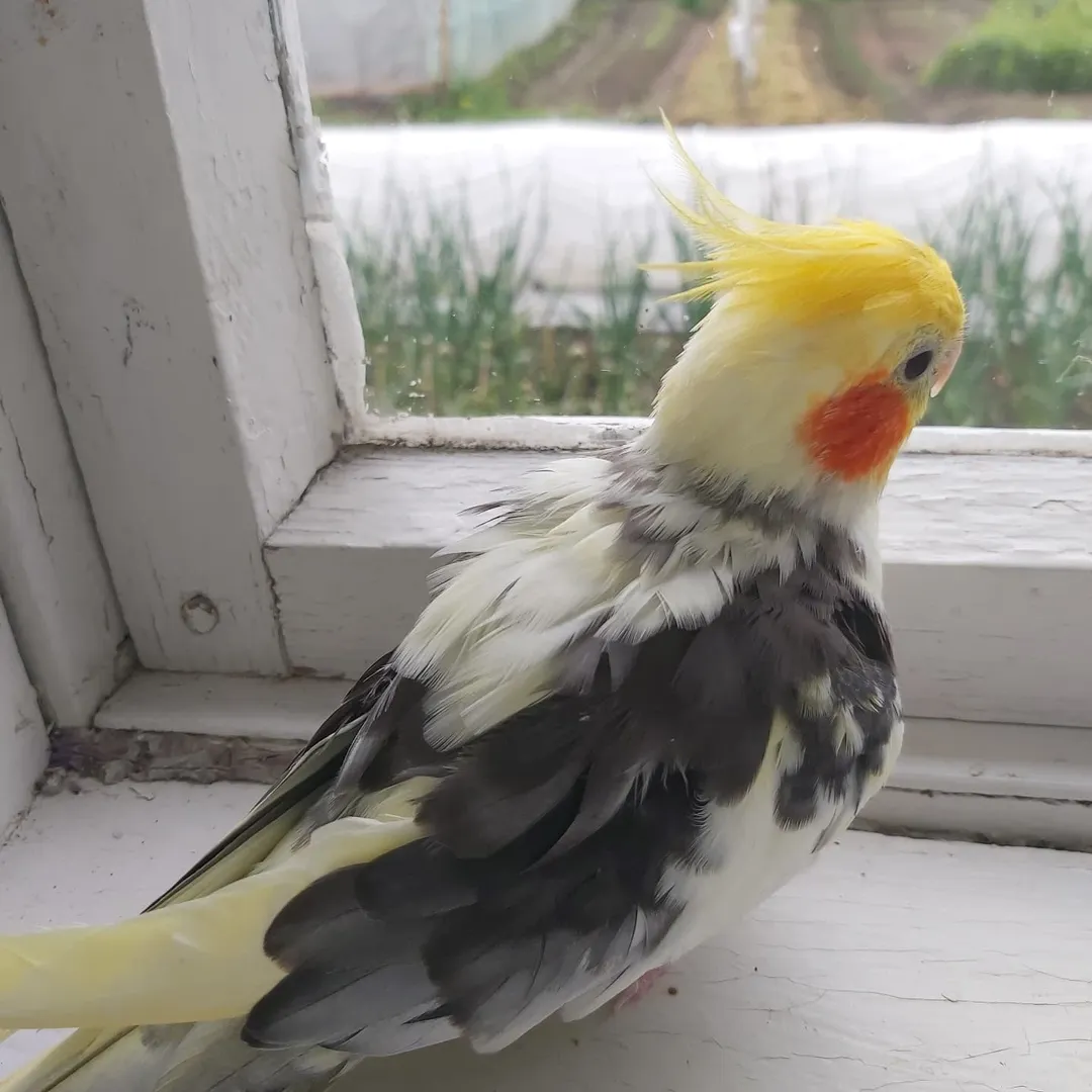 Cockatiels for sale in Wisconsin