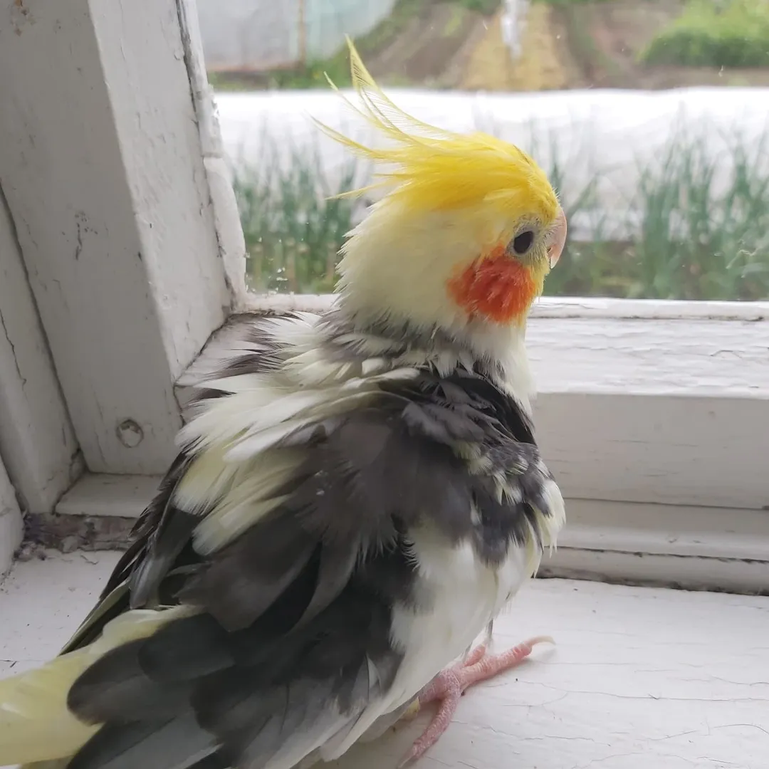 Cockatiels for sale in West Virginia
