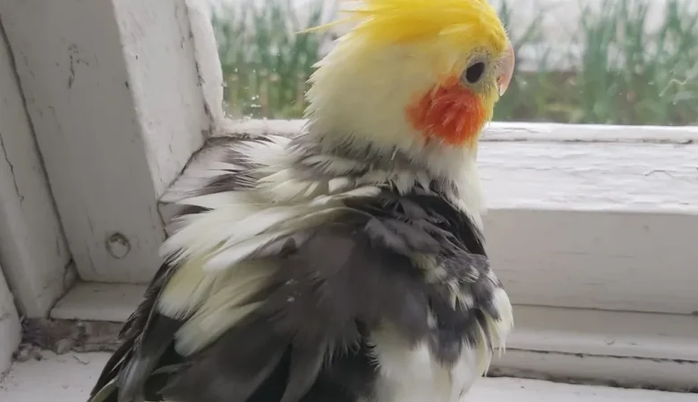 Cockatiels for sale in Illinois