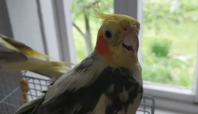 Cockatiels for sale in Washington