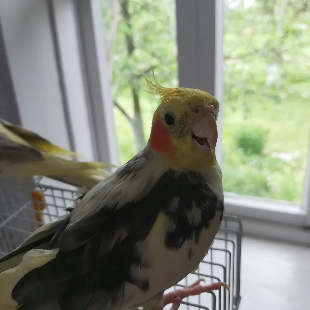 Cockatiels for sale in Indiana