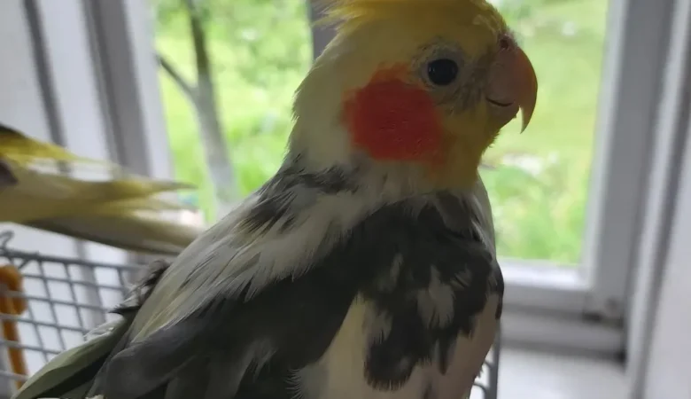 Cockatiels for sale in Iowa