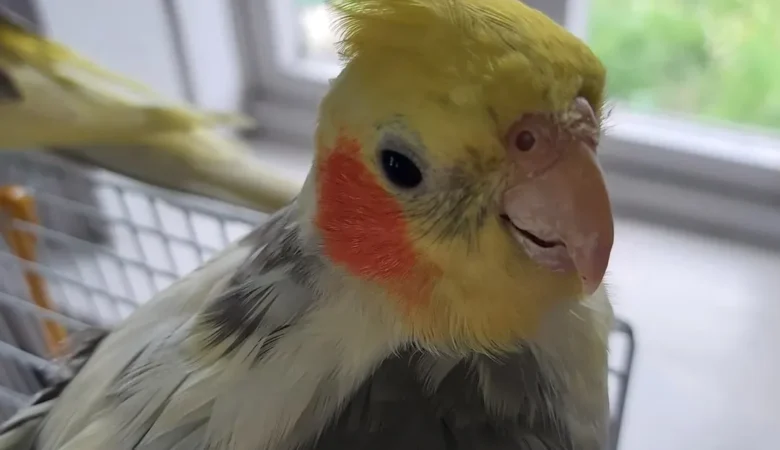 Cockatiels in Connecticut