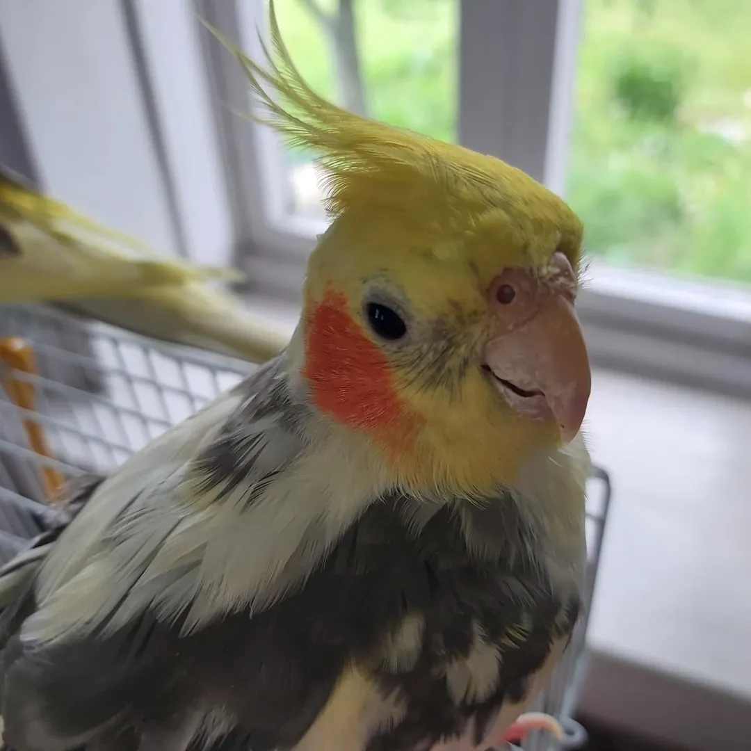 Cockatiels in Puerto Rico