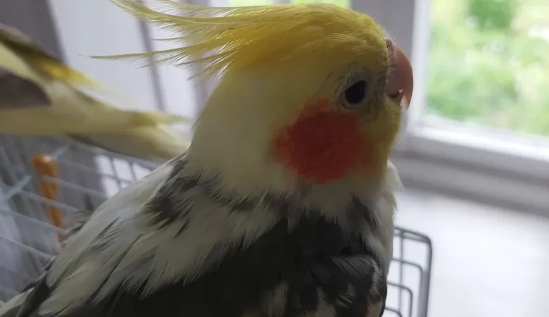 Cockatiels in Delaware