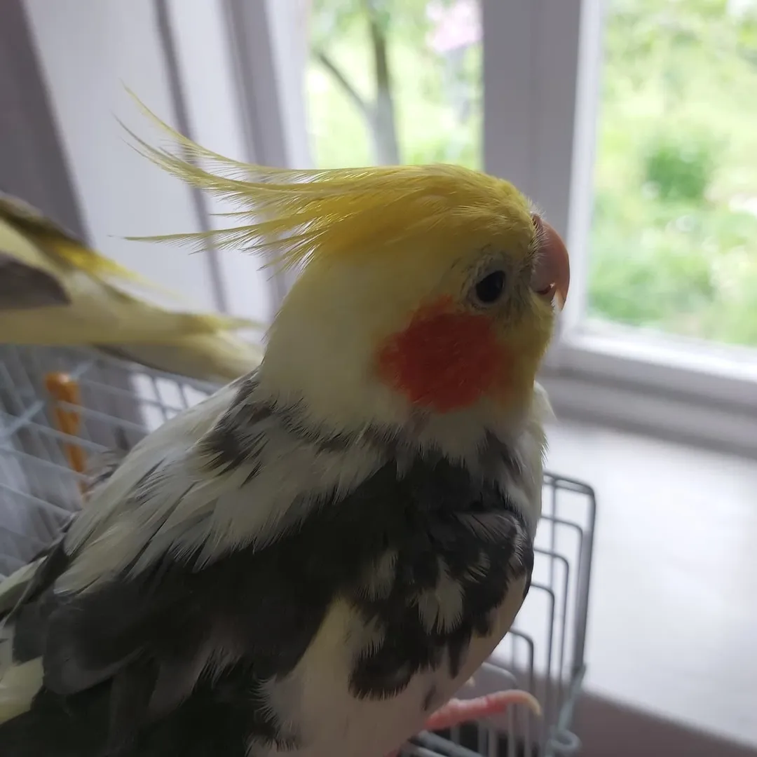 Cockatiels in United Arab Emirates