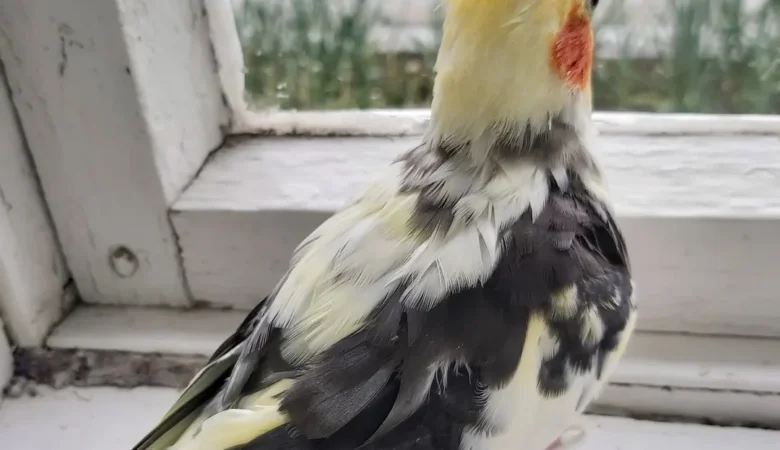 Cockatiels in Florida