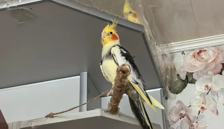 Cockatiels in Australia